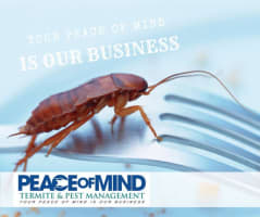 Established Termite & Pest Management Business Flexible, Mobile Operation. WIWO