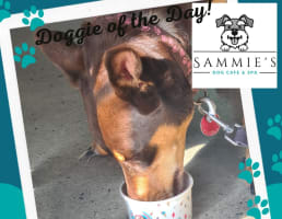 Dog Cafe and Spa - Moonee Beach, NSW