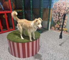 Luxury Dog Grooming Salon and Dog Daycare Centre – Camden, NSW