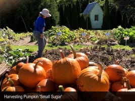 HERITAGE SEED BANK and OPEN GARDEN
