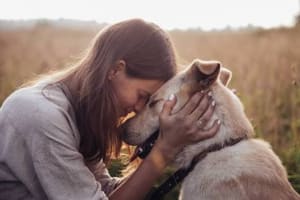 Online Pet Product Wholesaler/Distributor and Supplier #438
