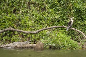 The closest Wet Tropics World Heritage river-based experience to Cairns