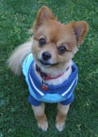 READY MADE MOBILE DOGGIE WASH – READY FOR YOU TO TAKE OVER SE SUBURBS