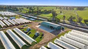 GV Flowers - Asiatic Lilies specialist