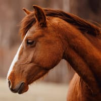 Equine-Focused Business Opportunity with Global Potential