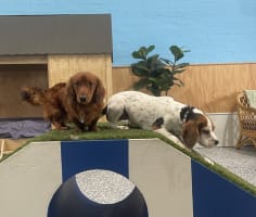 Luxury Dog Grooming Salon and Dog Daycare Centre – Camden, NSW