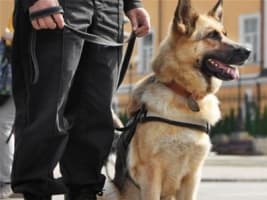 Bark Busters Dog Training Franchise
