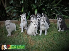 Bark Busters Franchise For Sale. The Worlds Largest Home Dog Training Business