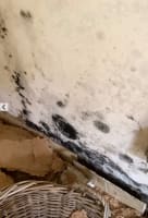 Queensland Pest Inspections & Reports Gold Coast