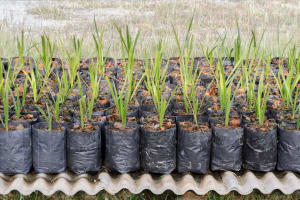 Exotic Wholesale Nursery + Freehold Land | Sunshine Coast | $2M Sales, $402K Profit.