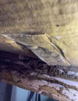 Queensland Pest Inspections & Reports Gold Coast