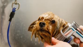 Profitable medium size dog grooming business  Sutherland Shire