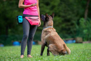 Melbourne’s Go-To Dog Training Business PF1536