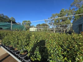 Central to North Queensland Wholesale Nursery  Strategic Add on or Lifestyle Business