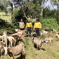 Profitable Eco Vegetation Management Business, Northern NSW