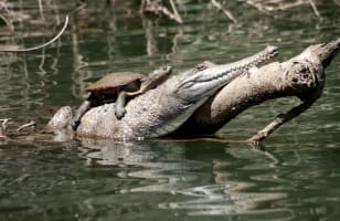 The closest Wet Tropics World Heritage river-based experience to Cairns