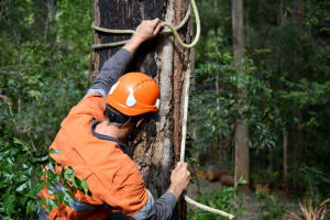 34548 Profitable Arboriculture Business - Growth Potential