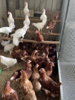 Established Rural & Pet Supply Business | Trusted Since 1978