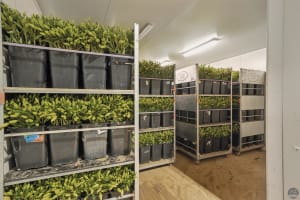 GV Flowers - Asiatic Lilies specialist