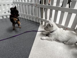 Puppy and Dog Training School