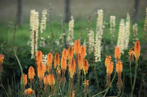 Wholesale & Retail Nursery | Established Perennials Nursery Opportunity | VIC