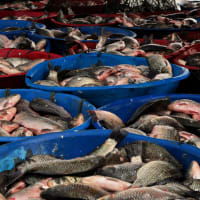 Gourmet Seafood Production Supplier - 5837