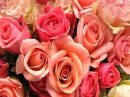 FLORIST EXCEPTIONAL WITH ONLINE AND PHONE ORDERS. SIMPLE CASH CASH CASH BUSINESS