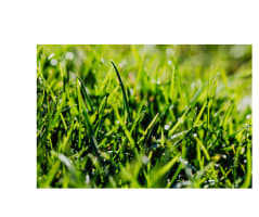 Lawn and Gardening Care Noosa