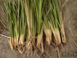 NATURES ENGINEERING WONDER PLANT