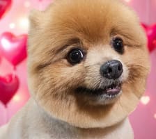 Dog Cafe and Spa - Moonee Beach, NSW