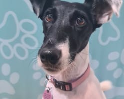 Dog Cafe and Spa - Moonee Beach, NSW