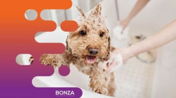 34576 Exciting Opportunity: Turnkey Mobile Dog Grooming Service