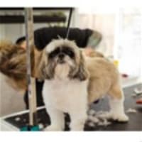 Premium Mobile Dog and Puppy Grooming / Dog Wash Brisbane