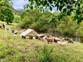 Profitable Eco Vegetation Management Business, Northern NSW