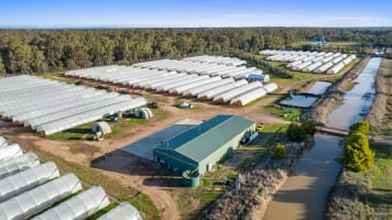 GV Flowers - Asiatic Lilies specialist