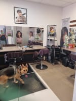 Thriving Hair Salon 20 Years of Success Prime Sunshine Coast Location