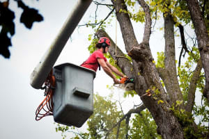 Highly Profitable Tree Servicing & Arborist Business - QLD