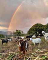 Profitable Eco Vegetation Management Business, Northern NSW