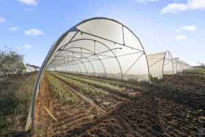 GV Flowers - Asiatic Lilies specialist