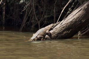 The closest Wet Tropics World Heritage river-based experience to Cairns