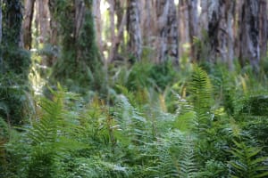 Picture Framing - Fine Art Printing - Art Gallery