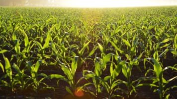 Longstanding & Scalable Fish & Vegetable Production Wholesaler and Restaurant