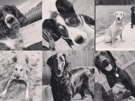 Pet Boarding Kennels business for sale with a Lifestyle Property SP1518