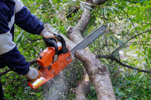 High-Performing Arborist Business | ~$1M Revenue | ~$400K+ EBITDA | Team in place