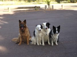 Melbourne’s Go-To Dog Training Business PF1536