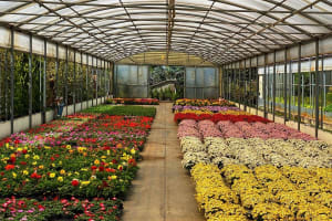 Horticulture, Nursery and Agriculture Businesses for Sale.