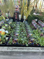 NUMURKAH HOME TIMBER & HARDWARE FOR SALE - POA