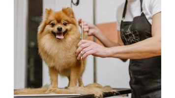 ID: 238 Pet Grooming Salon Sutherland Shire - Semi-Managed, High-Profit, New 3+3 Year Lease