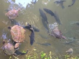 The closest Wet Tropics World Heritage river-based experience to Cairns