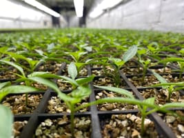 Hydroponic Vegetable Crop Farm - Land, Buildings & Machinery